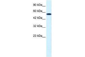CHEK1 antibody used at 0.