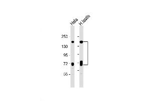Western Blot at 1:1000 dilution Lane 1: Hela whole cell lysate Lane 2: human testis lysate Lysates/proteins at 20 ug per lane. (NASP Antikörper  (N-Term))