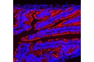Immunofluorescence of paraffin embedded mouse ovary using NRG2 (ABIN7074804) at dilution of 1: 500 (400x lens) (Neuregulin 2 Antikörper)