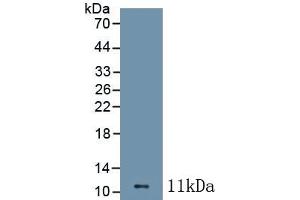 Detection of Recombinant CCL1, Mouse using Polyclonal Antibody to Chemokine C-C-Motif Ligand 1 (CCL1) (CCL1 Antikörper  (AA 24-92))