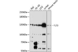 Western blot analysis of extracts of various cell lines, using FLT3 antibody (ABIN6134576, ABIN6140691, ABIN6140694 and ABIN6216061) at 1:1000 dilution. (FLT3 Antikörper  (AA 650-750))