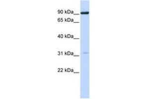 Image no. 1 for anti-Cholinergic Receptor, Nicotinic, alpha 4 (CHRNA4) (N-Term) antibody (ABIN6744370) (CHRNA4 Antikörper  (N-Term))