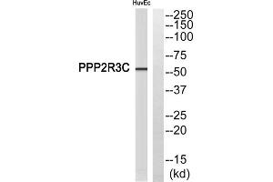 Western blot analysis of extracts from HuvEc cells, using PPP2R3C antibody. (PPP2R3C Antikörper  (Internal Region))