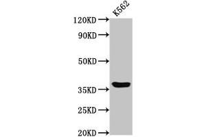 Western Blot Positive WB detected in: K562 whole cell lysate All lanes: GPR12 antibody at 2 μg/mL Secondary Goat polyclonal to rabbit IgG at 1/50000 dilution Predicted band size: 37 kDa Observed band size: 37 kDa (G Protein-Coupled Receptor 12 Antikörper  (AA 1-48))