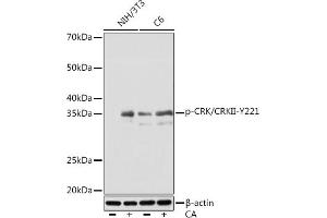 Western blot analysis of extracts of various cell lines, using Phospho-CRK/CRKII-Y221 Rabbit mAb (ABIN7271253) at 1:1000 dilution. (Crk Antikörper  (pTyr221))