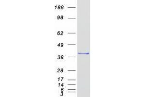 Western Blotting (WB) image for Musashi Homolog 1 (Drosophila) (MSI1) protein (Myc-DYKDDDDK Tag) (ABIN2726598)