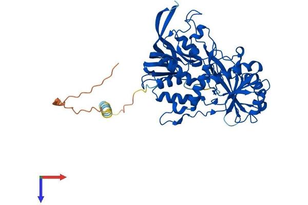 FOXRED1 Protein (AA 1-487) (His tag)