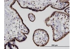 Image no. 1 for anti-Cbp/p300-Interacting Transactivator, with Glu/Asp-Rich Carboxy-terminal Domain, 4 (CITED4) (AA 131-185) antibody (ABIN599616) (CITED4 Antikörper  (AA 131-185))