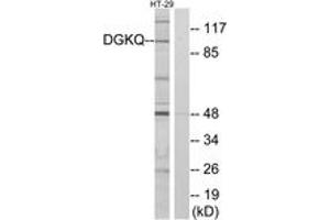 Western blot analysis of extracts from HT-29 cells, using DGKQ Antibody.