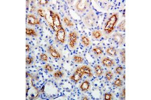 Anti-Connexin 32/GJB1 antibody, IHC(P) IHC(P):Rat Kidney Tissue