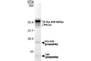 Detection of Lox in MC3T3-E1 cell lysate using Lox polyclonal antibody . (LOX Antikörper  (AA 78-115))