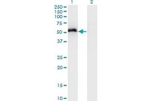 Western Blot analysis of SPP1 expression in transfected 293T cell line by SPP1 monoclonal antibody (M15), clone 3C7. (Osteopontin Antikörper  (AA 21-129))