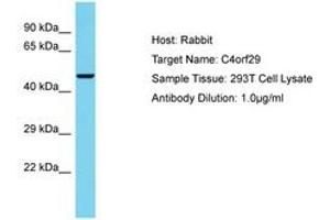 Image no. 1 for anti-Chromosome 4 Open Reading Frame 29 (C4ORF29) (AA 316-365) antibody (ABIN6750690) (C4ORF29 Antikörper  (AA 316-365))