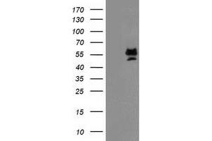 Image no. 1 for anti-Protein Arginine Methyltransferase 2 (PRMT2) antibody (ABIN1500418) (PRMT2 Antikörper)