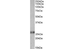 ABIN2562369 (0. (Ephrin A1 Antikörper  (Internal Region))