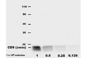 Detection of CD9 inbone marrow-derived mast cell (BMMC) lysates by rat monoclonal EM-04 antibody. (CD9 Antikörper  (APC))