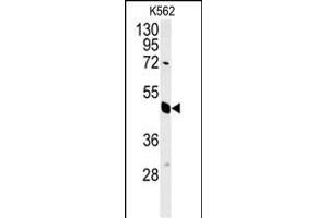 EIF3G Antibody (Center) (ABIN651535 and ABIN2840284) western blot analysis in K562 cell line lysates (35 μg/lane). (EIF3G Antikörper  (AA 209-238))