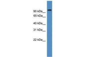 Image no. 1 for anti-Nuclear Factor of Activated T-Cells, Cytoplasmic, Calcineurin-Dependent 1 (NFATC1) (AA 221-270) antibody (ABIN6745328) (NFATC1 Antikörper  (AA 221-270))