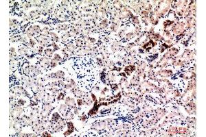 Immunohistochemistry (IHC) analysis of paraffin-embedded Rat Kidney, antibody was diluted at 1:100. (Neuregulin 1 Antikörper  (Internal Region))