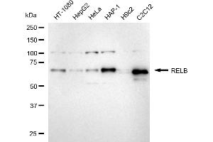 Western blotting analysis using RELB antibody (ABIN7800805). (Rekombinanter RELB Antikörper)