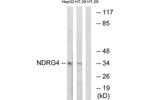 Western blot analysis of extracts from HepG2 cells and HT-29 cells, using NDRG4 antibody. (NDRG4 Antikörper  (Internal Region))