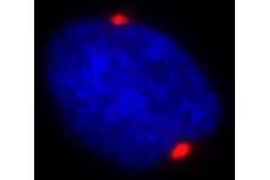 Immunofluorescence (IF) image for anti-Pericentrin (PCNT) (AA 175-225) antibody (ABIN7448392) (PCNT Antikörper  (AA 175-225))