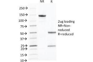 SDS-PAGE Analysis of Purified, BSA-Free Keratin 10 Antibody (clone KRT10/844). (Keratin 10 Antikörper)