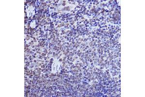 Immunohistochemistry of paraffin-embedded mouse spleen using POLR2A Rabbit pAb (ABIN6130298, ABIN6145914, ABIN6145915 and ABIN6215095) at dilution of 1:50 (40x lens). (POLR2A/RPB1 Antikörper  (AA 1-260))