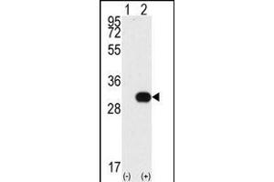 Western blot analysis of NEK7 (arrow) using NEK7 Antibody (N-term) (ABIN392653 and ABIN2842154). (NEK7 Antikörper  (N-Term))