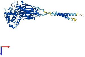 ENTPD2 Protein (AA 1-495) (His tag)