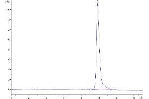 The purity of SARS-CoV-2 3CLpro (E166A) is greater than 95 % as determined by SEC-HPLC. (SARS-Coronavirus Nonstructural Protein 8 (SARS-CoV NSP8) (E166A) Protein)