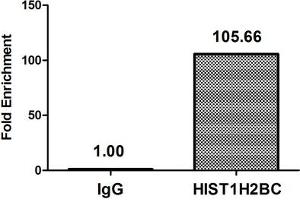Chromatin Immunoprecipitation Hela (10 6 , treated with 30 mM sodium butyrate for 4h) were treated with Micrococcal Nuclease, sonicated, and immunoprecipitated with 5 μg anti-HIST1H2BC (ABIN7139149) or a control normal rabbit IgG. (Histone H2B Antikörper  (acLys11))