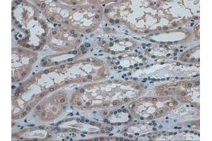 IHC-P analysis of Human Kidney Tissue, with DAB staining. (IDE Antikörper  (AA 753-973))