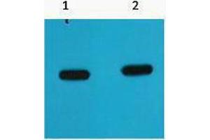 Western Blotting (WB) image for anti-mCherry Fluorescent Protein antibody (ABIN3178678) (mCherry Antikörper)