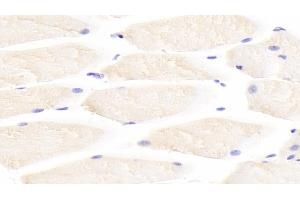 Detection of IL31 in Mouse Skeletal muscle Tissue using Polyclonal Antibody to Interleukin 31 (IL31) (IL-31 Antikörper  (AA 28-154))