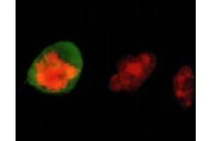 Immunofluorescence (IF) image for anti-Vimentin (VIM) (pSer55) antibody (ABIN1109485) (Vimentin Antikörper  (pSer55))