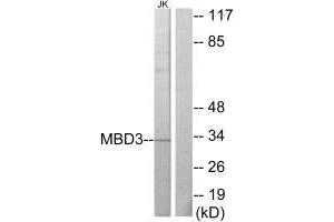 Western blot analysis of extracts from Jurkat cells, using MBD3 antibody. (MBD3 Antikörper  (C-Term))