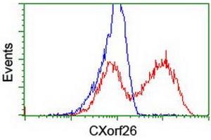 HEK293T cells transfected with either RC200095 overexpress plasmid (Red) or empty vector control plasmid (Blue) were immunostained by anti-CXorf26 antibody (ABIN2454824), and then analyzed by flow cytometry. (CXorf26 Antikörper)