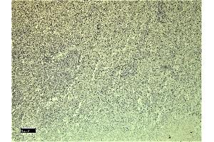(ABIN185639) Negative Control showing staining of paraffin embedded Human Spleen, with no primary antibody.