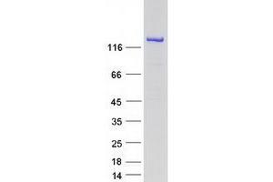 INPP5F Protein (Transcript Variant 1) (Myc-DYKDDDDK Tag)