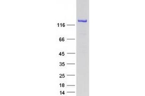 INPP5F Protein (Transcript Variant 1) (Myc-DYKDDDDK Tag)