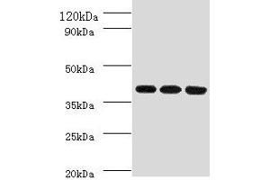 Western blot All lanes: FCGRT antibody at 2 μg/mL Lane 1: HepG2 whole cell lysate Lane 2: Mouse liver tissue Lane 3: A549 whole cell lysate Secondary Goat polyclonal to rabbit IgG at 1/10000 dilution Predicted band size: 40 kDa Observed band size: 40 kDa (FcRn Antikörper  (AA 24-297))