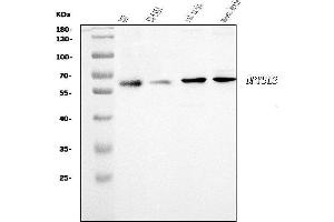Western blot analysis of CRMP2/DPYSL2 using anti-CRMP2/DPYSL2 antibody (ABIN7603208).