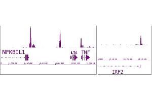 IRF-5 antibody (pAb) tested by ChIP-Seq.