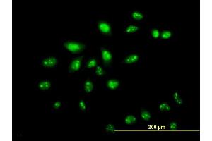 Immunofluorescence of monoclonal antibody to ZNF136 on HeLa cell. (ZNF136 Antikörper  (AA 444-540))