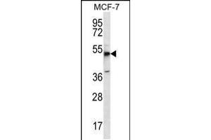 Western blot analysis in MCF-7 cell line lysates (35ug/lane). (MBOAT4 Antikörper  (AA 258-287))