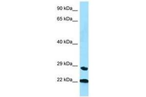 Image no. 1 for anti-Peptidylprolyl Isomerase C (Cyclophilin C) (PPIC) (AA 35-84) antibody (ABIN6748262) (PPIC Antikörper  (AA 35-84))