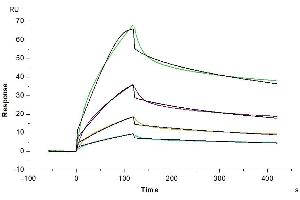 Surface Plasmon Resonance (SPR) image for Fibroblast Growth Factor Receptor 4 (FGFR4) (AA 22-369) protein (Fc Tag) (ABIN7274619)