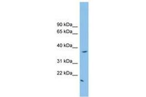 Image no. 1 for anti-FK506 Binding Protein Like (FKBPL) (N-Term) antibody (ABIN6745174) (FKBPL Antikörper  (N-Term))