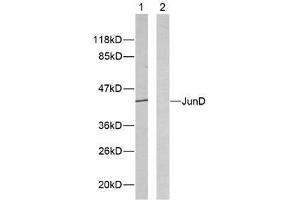 Western blot analysis of extracts from HeLa cells using JunD (Ab-255) antibody (E021028). (JunD Antikörper)